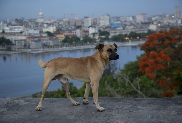 Cuba aprueba decreto ley de bienestar animal Cuba aprueba decreto ley de bienestar animal