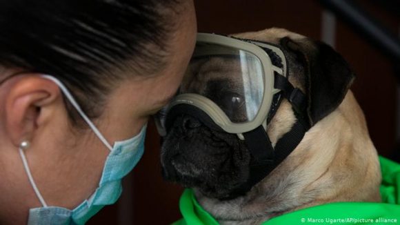 Registran en Rusia la primera vacuna contra la COVID-19 para animales Registran en Rusia la primera vacuna contra la COVID-19 para animales