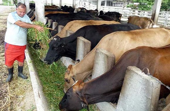 Gaceta Oficial publica resolución que autoriza comercialización de carne bovina, leche y derivados Gaceta Oficial publica resolución que autoriza comercialización de carne bovina, leche y derivados