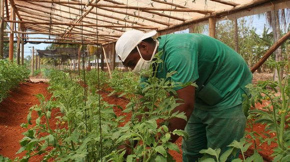 Aprueban medidas para dinamizar la producción agropecuaria en Cuba Aprueban medidas para dinamizar la producción agropecuaria en Cuba