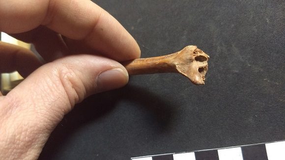 Los primeros humanos podrían haber habitado América del Norte 20 000 años antes de lo que se creía Los primeros humanos podrían haber habitado América del Norte 20 000 años antes de lo que se creía