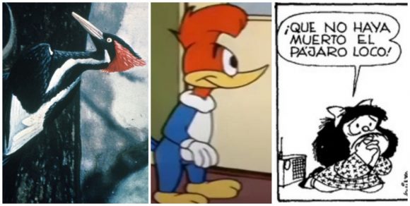 Extinto el carpintero real, ave que inspiró el personaje del Pájaro Loco