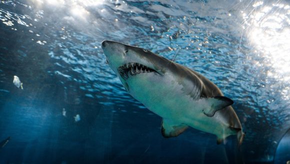 Científicos descubren por qué los tiburones blancos atacan a los humanos Científicos descubren por qué los tiburones blancos atacan a los humanos