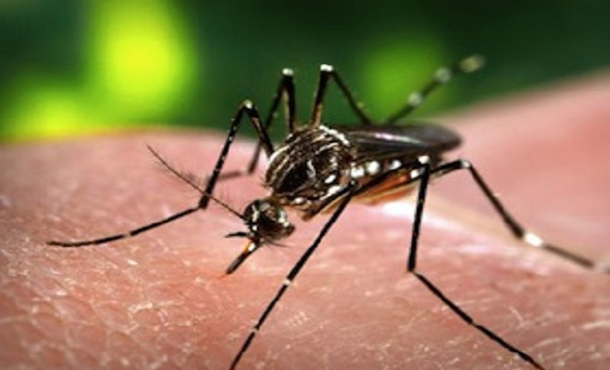 Las Américas se unen para combatir el dengue, el chikunguña y otros virus transmitidos por mosquitos