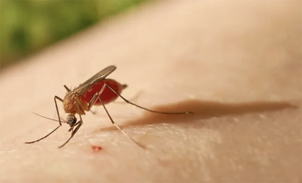 Intensificar acciones epidemiológicas y de control vectorial ante incremento de riesgos es esencial Intensificar acciones epidemiológicas y de control vectorial ante incremento de riesgos es esencial