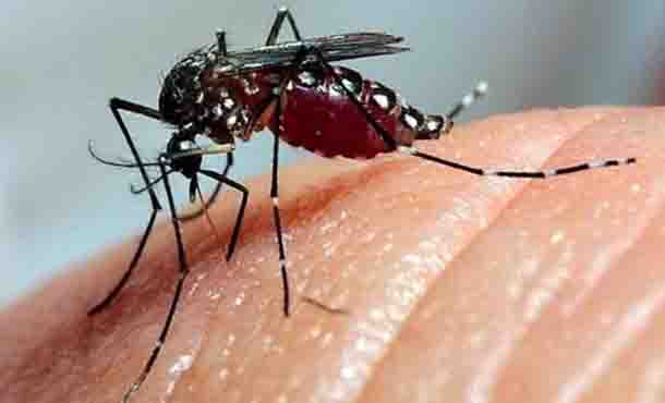 Casos sospechosos de dengue y Oropouche mantienen tendencia al alza en Cuba Casos sospechosos de dengue y Oropouche mantienen tendencia al alza en Cuba