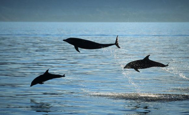 Número alarmante de delfines mulares comunes del golfo de México presentan rastros de fentanilo en su organismo Número alarmante de delfines mulares comunes del golfo de México presentan rastros de fentanilo en su organismo
