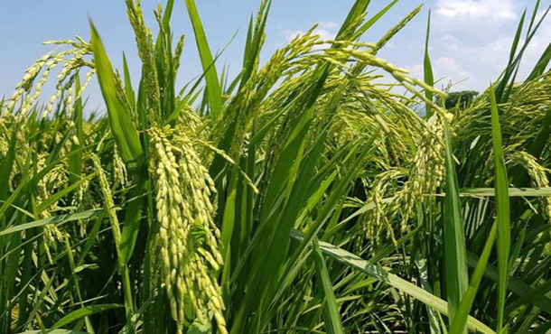 Cuba entrega tierras a Vietnam para fortalecer la producción arrocera Cuba entrega tierras a Vietnam para fortalecer la producción arrocera