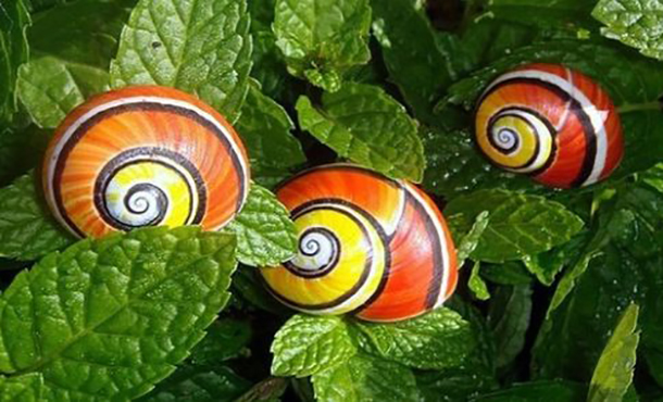 Especialistas de Cuba y Reino Unido trabajan en salvar seis especies de Polymita