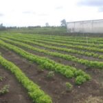 Energía solar reverdece cultivos en Las Tunas